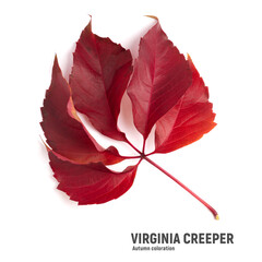 Bright autumn Virginia creeper leaves isolated on white - obrazy, fototapety, plakaty