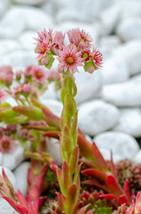 houseleek or Sempervivum