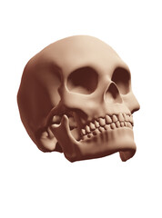 Fototapeta premium human skull isolated on white