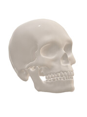 human skull isolated on white