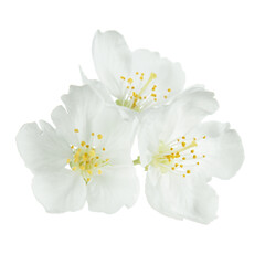 white flowers isolated - 529288507