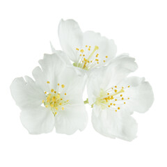 white flowers isolated