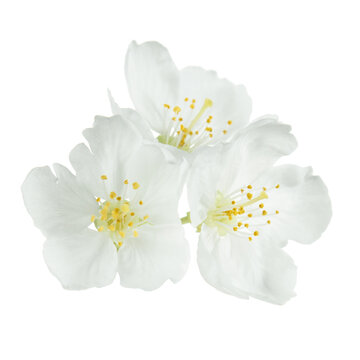 Fototapeta white flowers isolated
