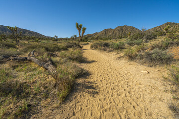 hiking the west side loop trail in black rock canyon, joshua tree national park, usa