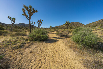 hiking the west side loop trail in black rock canyon, joshua tree national park, usa
