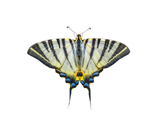 Macro shots, Beautiful nature scene. Closeup beautiful butterfly sitting on the flower in a summer garden.