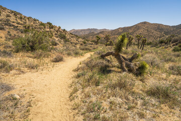 hiking the west side loop trail in black rock canyon, joshua tree national park, usa