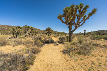 hiking the lost horse mine trail in joshua tree national park, usa