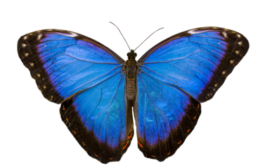 Macro shots, Beautiful nature scene. Closeup beautiful butterfly sitting on the flower in a summer garden.