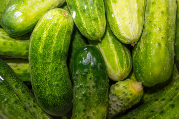 Cucumbers in water