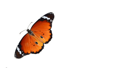 Macro shots, Beautiful nature scene. Closeup beautiful butterfly sitting on the flower in a summer garden.