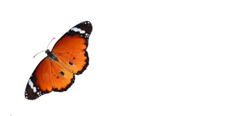 Fototapete Schmetterling Macro shots, Beautiful nature scene. Closeup beautiful butterfly sitting on the flower in a summer garden.  © blackdiamond67