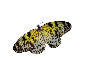 Gardinen Macro shots, Beautiful nature scene. Closeup beautiful butterfly sitting on the flower in a summer garden. © blackdiamond67