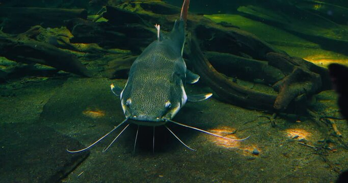 Redtail catfish. Phractocephalus hemioliopterus is a pimelodid long-whiskered catfish, freshwater animal. Phractocephalus. Underwater big heavy deep river lake amazon. Tropical giant wildlife.