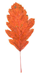 leaf isolated on white - 529290168