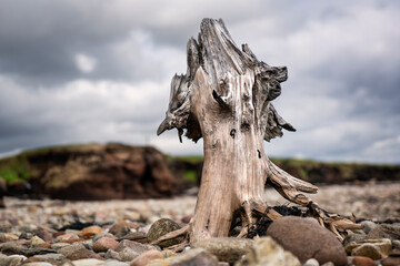 When peat soil is washed away by the sea on the coast of north-west Ireland, sometimes pieces of bogoak emerge from under the peat.