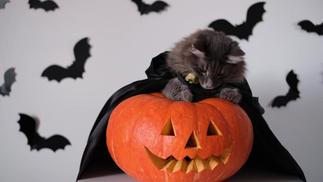 Halloween cat in witch costume with carved pumpkin and bats. A card with a pet for All Saints' Day.