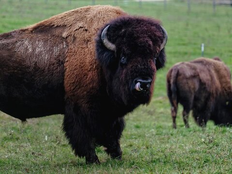 kr&auml;ftiger Bison Bulle leckt seine Schnauze in Bodman am Bodensee
