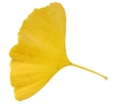 yellow leaf isolated on white