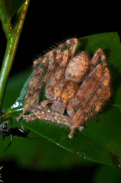 Huntsman Spider in the Danum Valley of Borneo