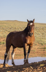  Beautiful Wild Horse in Summer in the Wyoming Desert