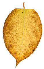 leaf isolated on white - 529293907