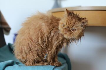 Wet persian cat after a bath looking upset and miserable