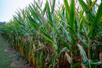 Fototapeta premium corn field