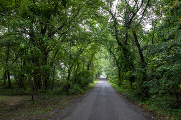 road in the woods