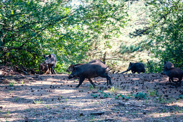 Trees, ruins and landscapes in Sparbach Nature Park an Austria's oldest nature park