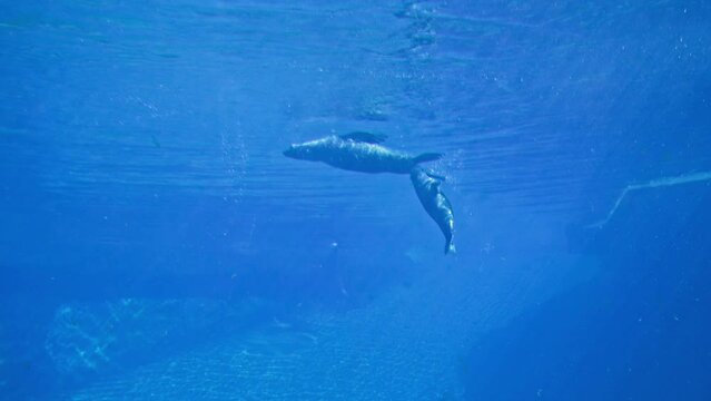 sea animals, adorable fur seals frolic in clear blue water backdrop of sunlight in oceanarium