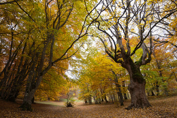 Fototapeta na wymiar Autumn foliage in the forest of Sant'Antonio in Italy, Pescocostanzo.