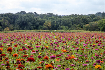 field of flowers