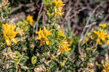 Fototapeta premium Medicago arborea - Common names include moon trefoil, shrub medick, alfalfa arborea, and tree medick