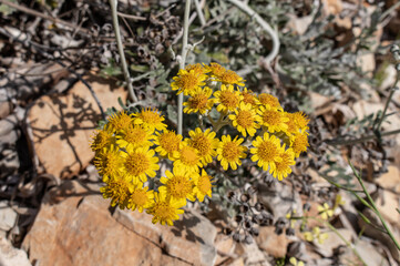 Jacobaea maritima, commonly known as silver ragwort