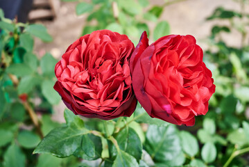 Two beautiful red rose flowers close up on a background of green leaves. High quality photo