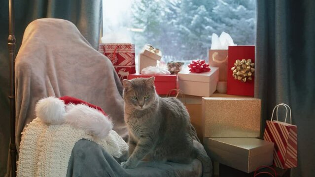Cute grey cat with green eyes on plush armchair looking cozy fireplace. Adorable cat by warm fire with stack of gift boxes on background snowfall outside window. Christmas winter holidays concept 4K