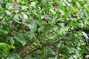 Wintersweet ( Chimonanthus praecox ) seeds. Calycanthaceae deciduous shrub.
The flowering season is from January to February. After flowering, an almond-like fruit is produced and contains seeds.