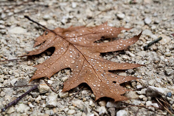 Dew on a fallen leaf