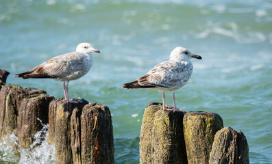 The birds of the Baltic Sea. Silvery gulls on a wooden breakwater with seaweed and algae. A group...