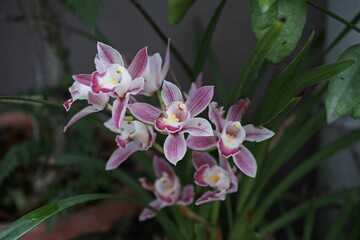 Close-up shot of an orchid flower growing in a pot