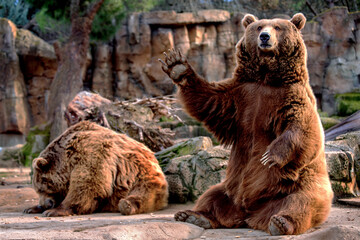brown bear sitting waving