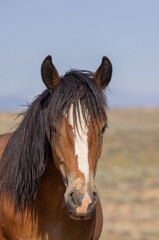 Obraz premium Beautiful Wild Horse in Summer in the Wyoming Desert