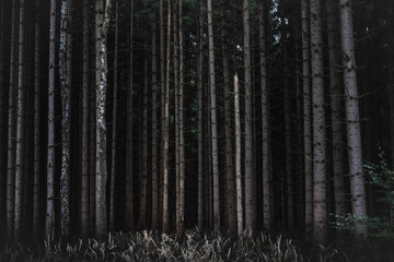 Forest at Nightfall