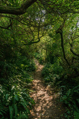 Pathway through thicket in green forest on a sunny summer day