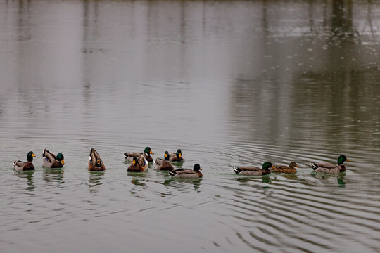 Close up view of flock of duck swimming in water. Ducks swimming in the lake.