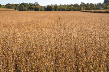 Dry soy bean field ripe and ready for harvest on an Amish farm in the Holmes County, Ohio countryside, USA