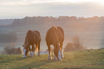 Two Belgian horses feeding on a hill top pasture in the misty morning golden sunlight in the Amish countryside of Holmes County, Ohio