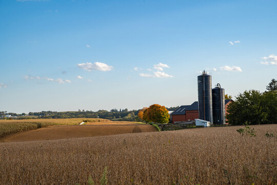 Soybean field ready for harvest on an Amish farm in the fall in Holmes County, Ohio, USA