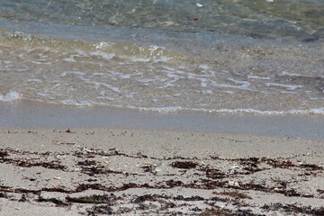 Seaweed on the beach and shore 